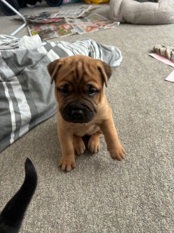 Shar Pei x Staffy
