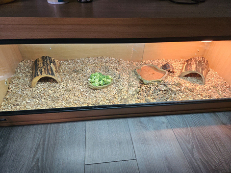 Beautiful young tortoise and set up