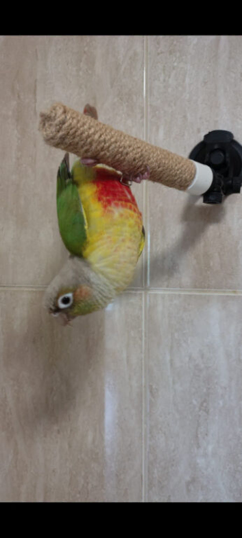 Gorgeous little pineapple greencheek conure