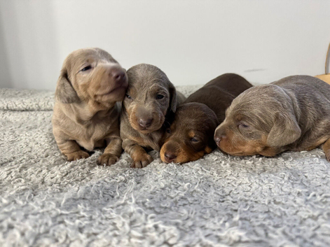 Miniature Dachshund