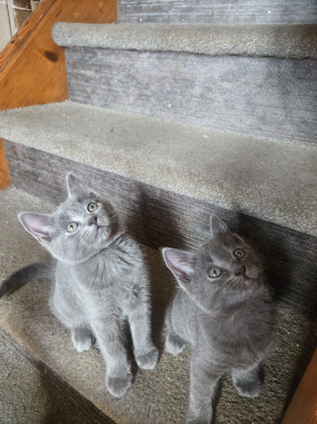 Kitten