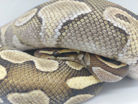 Adult Male Royal Python - possibly pastel