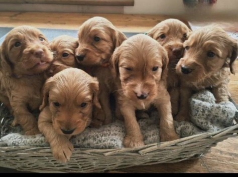 Beautiful F1b cockapoo Puppies
