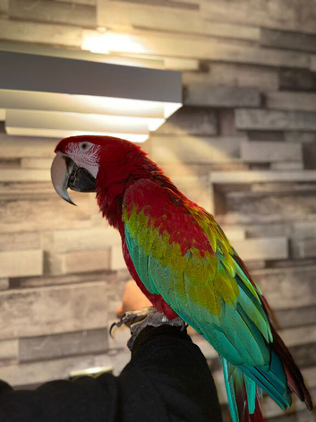 Beautiful handreared super tame Macaw