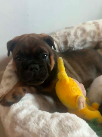 Chow chow x English bulldog