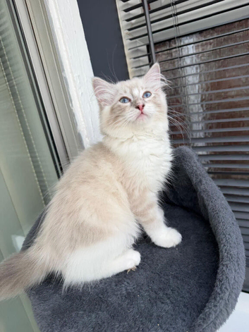 Beautiful ragdoll kittens