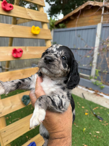 Cockapoo puppies
