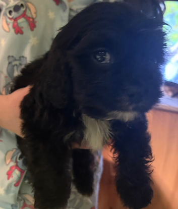 King Charles puppy