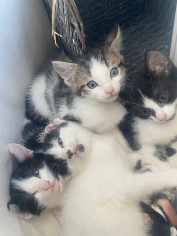 6 beautiful kittens
