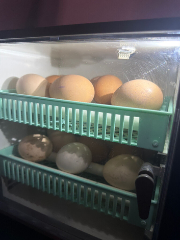Hybrid chicks ( olive eggers )
