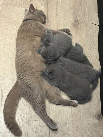 British short haired kittens