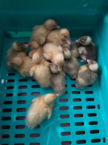 Indian runner ducklings