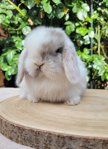 Mini lop bunnies