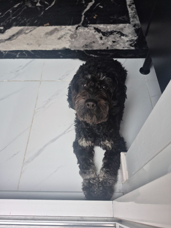 Male cockapoo