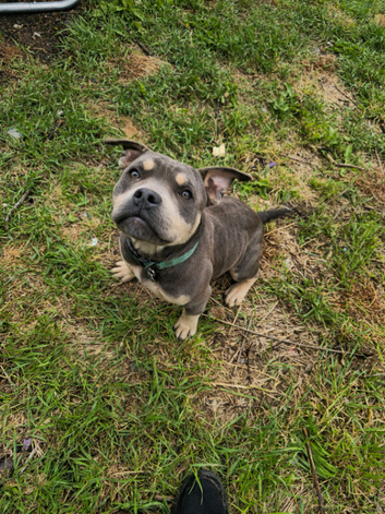 Pocket bully male