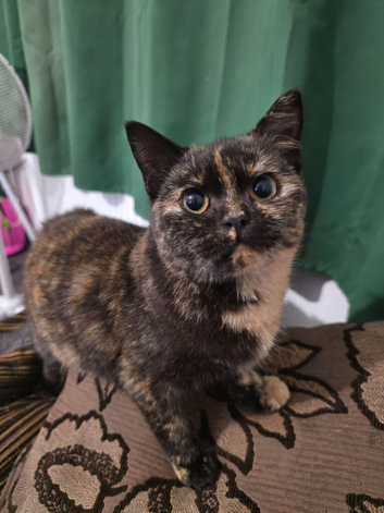 Female tortoiseshell british shorthair