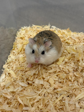 Roborovski hamsters for sale