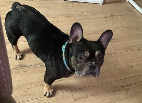 French bulldog
