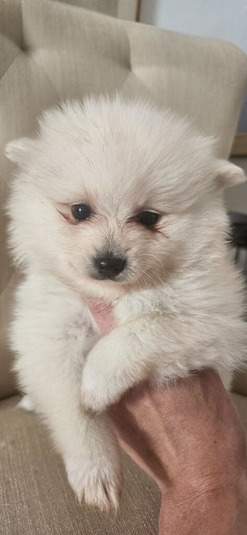 Ready in 1 week white Pomeranian pups