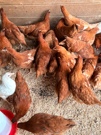 Hybrid Hen Pullets
