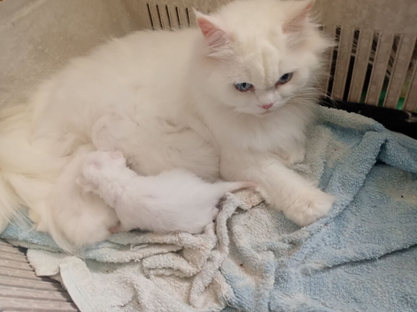 Kittens for sale