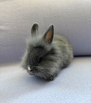 Lionhead babies