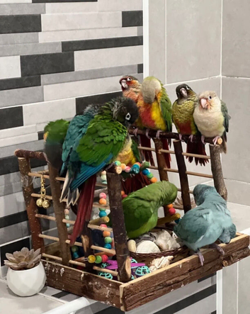 Hand-Reared Baby Conures, Quakers & ringnecks