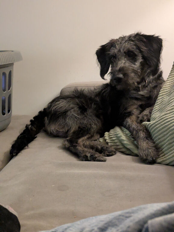 7 month old miniature poodle cross Labrador