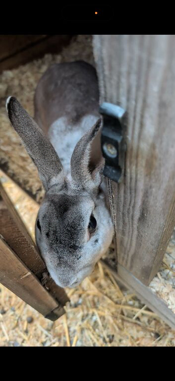 Proven mini Rex buck