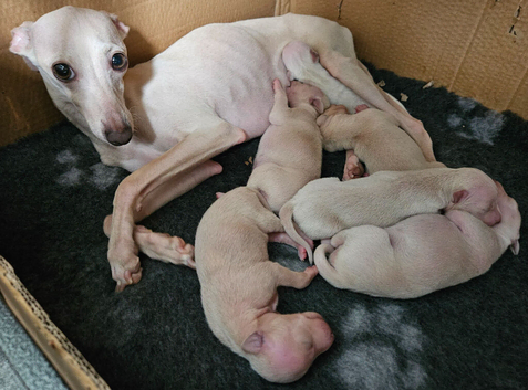 KC Registered Italian Greyhound Puppies