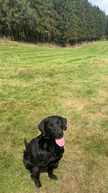 Dog Walking