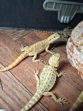 Baby bearded dragons