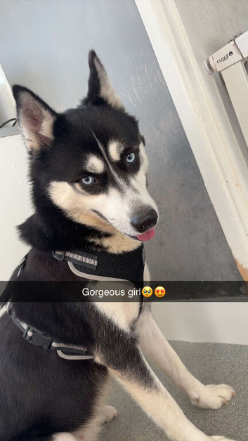 5 year old Female Husky
