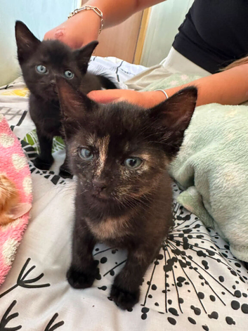 Beautiful blue eyed kittens