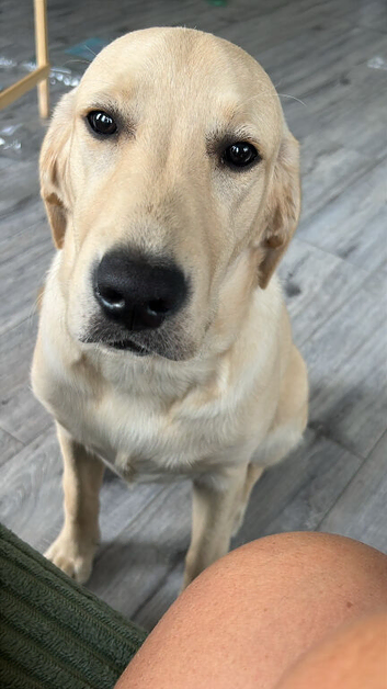 Labrador cross retriever
