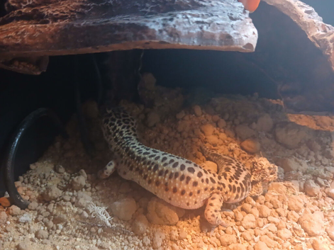 Leopard gecko boy and girl