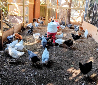 Mixed Flock of Healthy point of lay Chickens