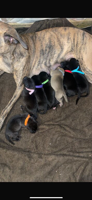Bull cross puppies