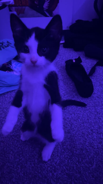 Kittens for reserve
