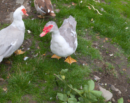 Pair of Muscovy Ducks, rare lavender colour.
