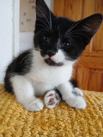 Kittens