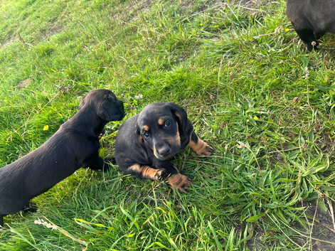 Cocker spaniel cross dachshund