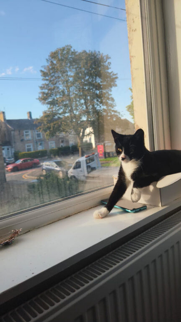 Cute kitten