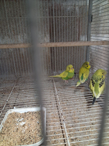 Baby budgies 7 weeks
