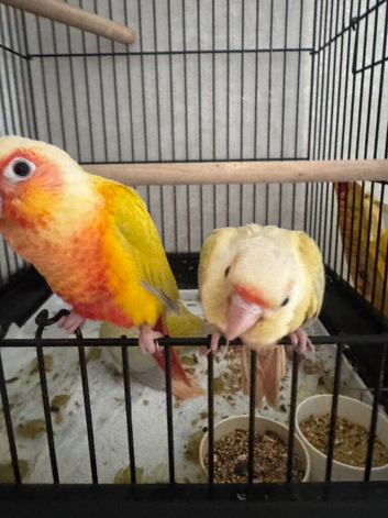 Hand reared conures