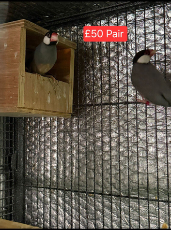 Breeding Pair of Java and baby's
