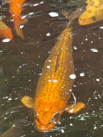 Koi carp