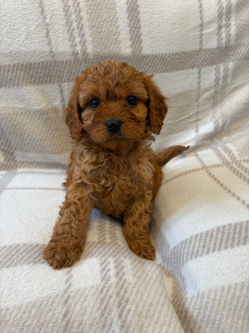 Cavapoo puppy one little boy left fully vet health checked
