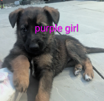 Stunning German Shepherd X Puppies