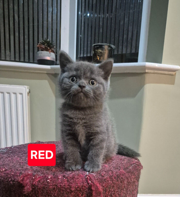 Beautiful Scottish Fold Kittens &ndash; &pound;500 Each